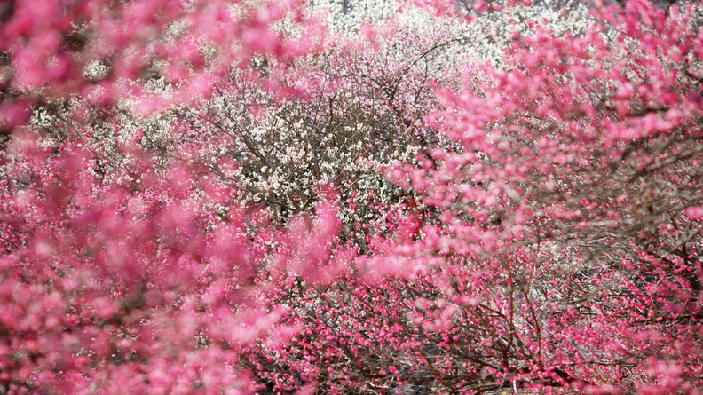 paysages-arbre-fleuri-0801.jpg