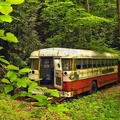 bus-foret-0147