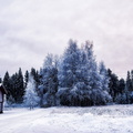 paysage-hiver-neige-001